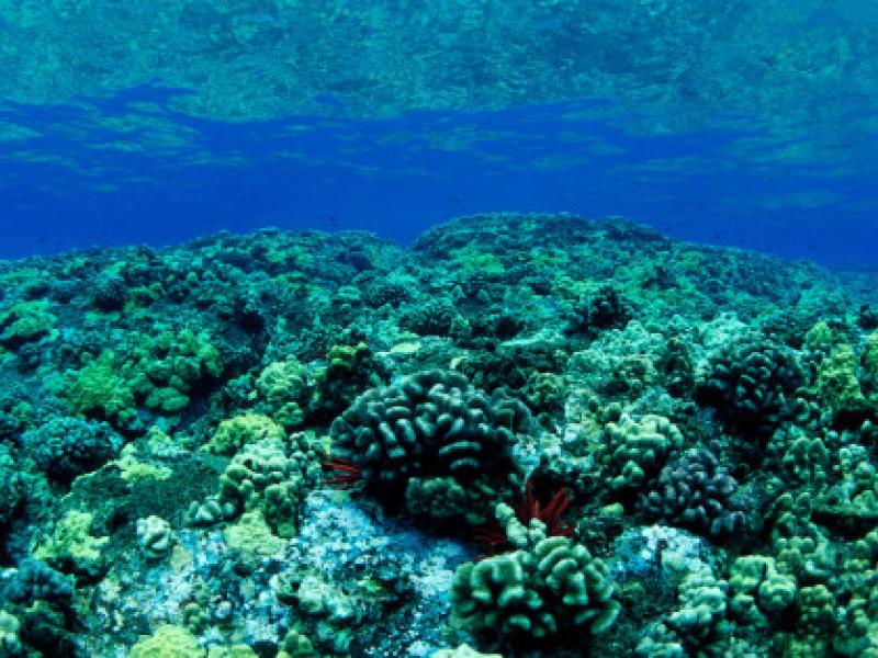 coral-reef-hawaii.jpg