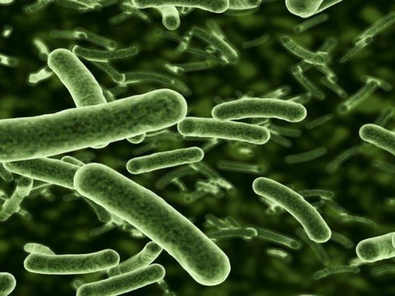 escherichia_coli.jpg