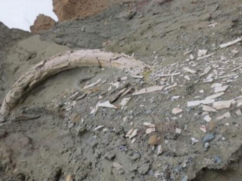 Χαυλιόδοντας στο Αμύνταιο