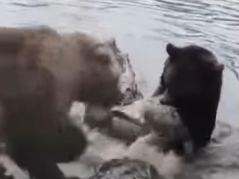 Αρκούδες κατασπάραξαν λύκο