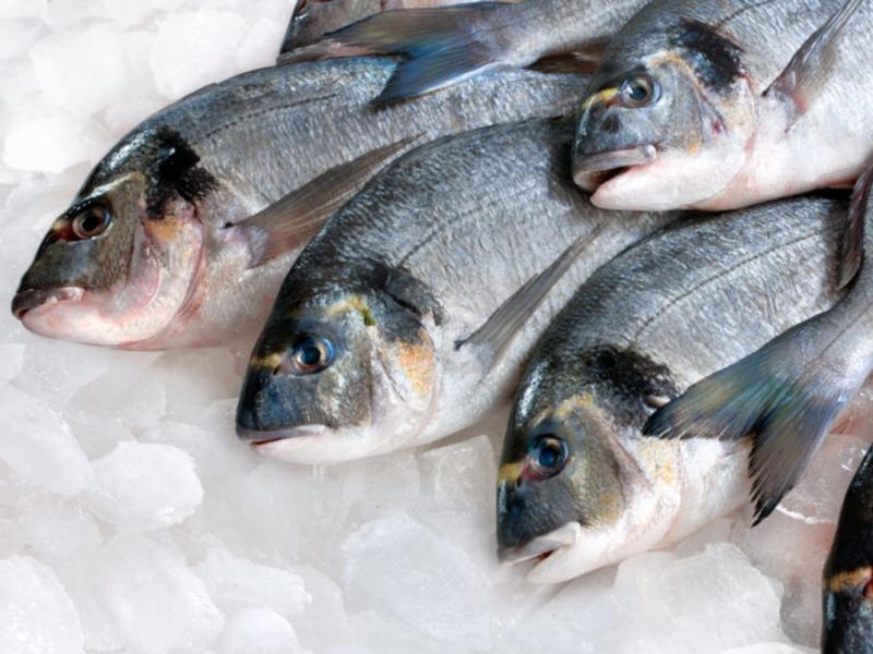 ψαρια παγος