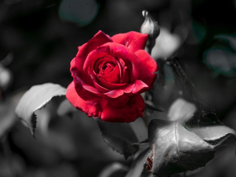 red rose