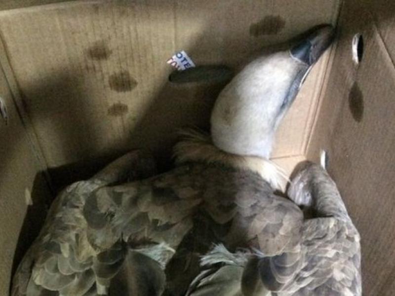 Το άτυχο ζώο δηλητηριάστηκε