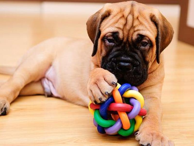 Κατοικίδια στο σπίτι