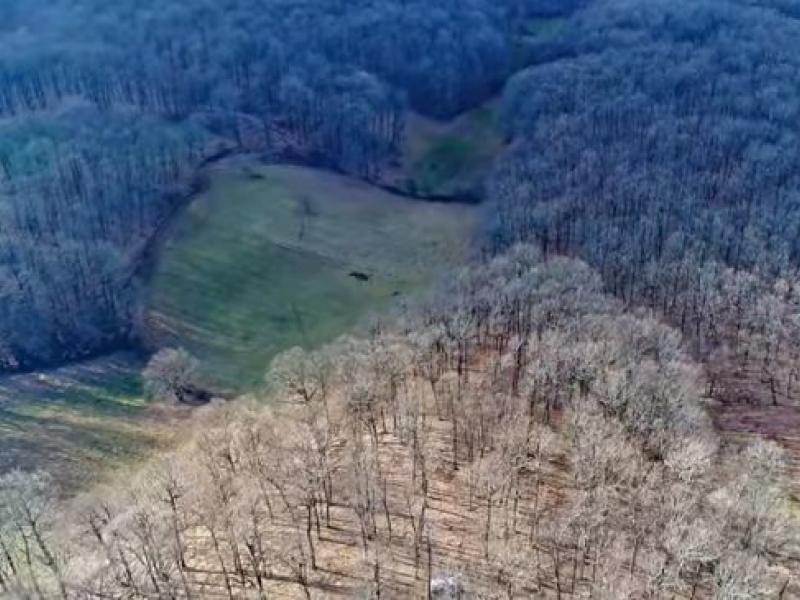 Δάσος των Κενταύρων