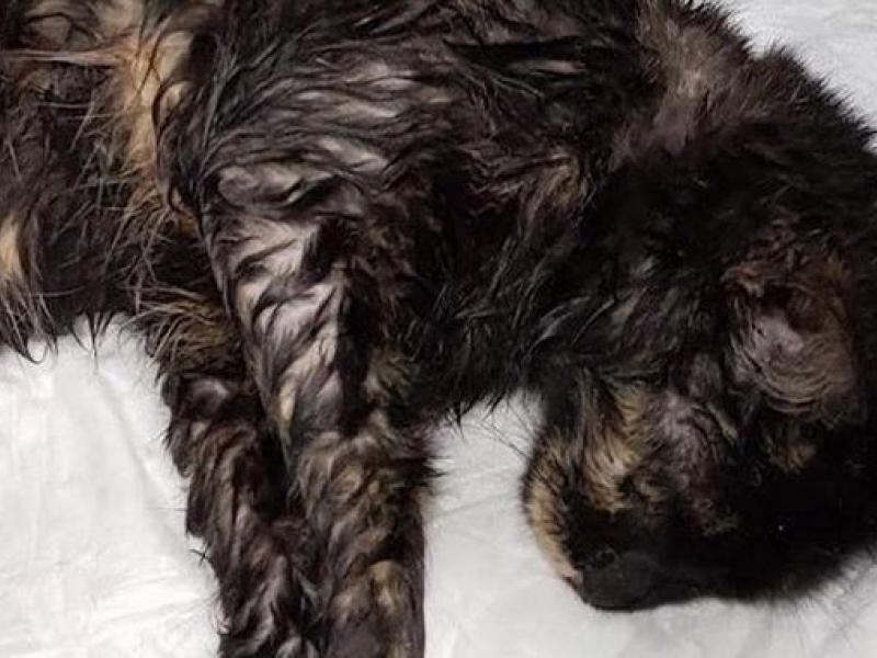 Γάτα πυροβολήθηκε στη Μυτιλήνη