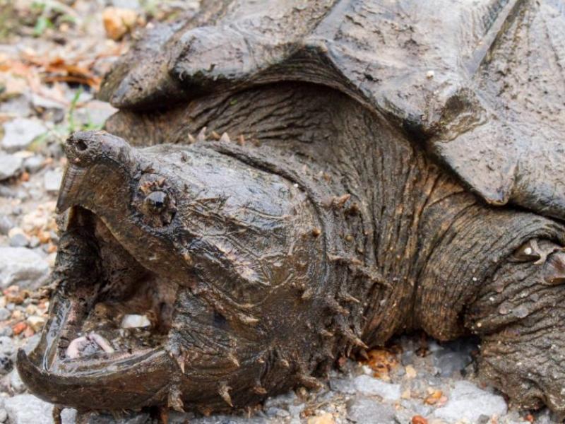 snapping_turtle.jpg