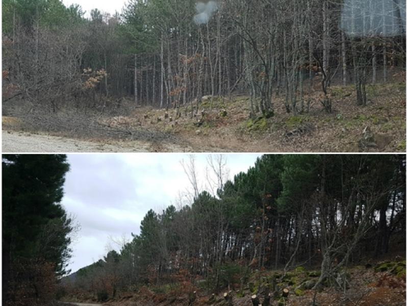 δάσος Έβρος