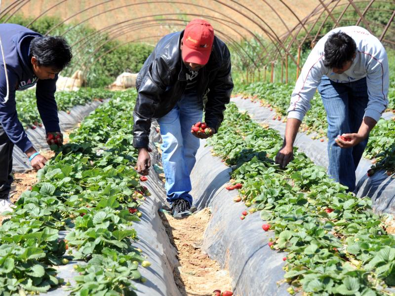 φραουλοχωραφα