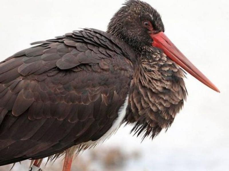 Μαυροπελαργός