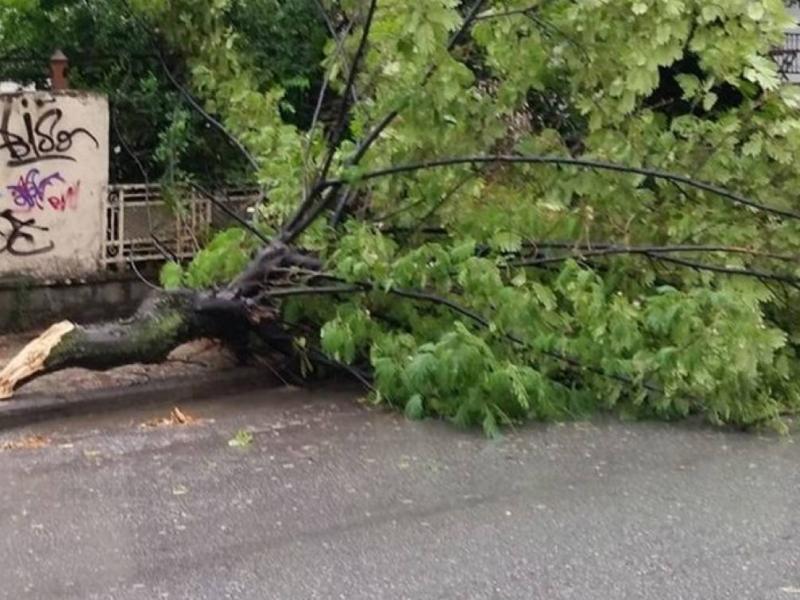 πτώση δέντρου