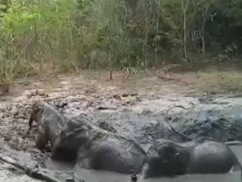 Ελέφαντες στην Ταϊλάνδη