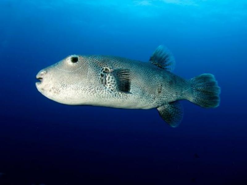 ξενικο ειδος