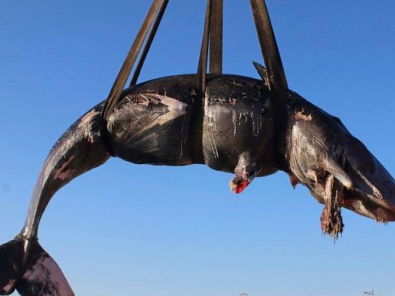 Νεκρή φάλαινα