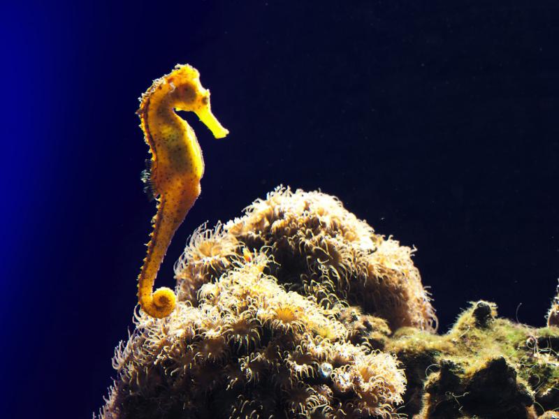 ιππόκαμπος