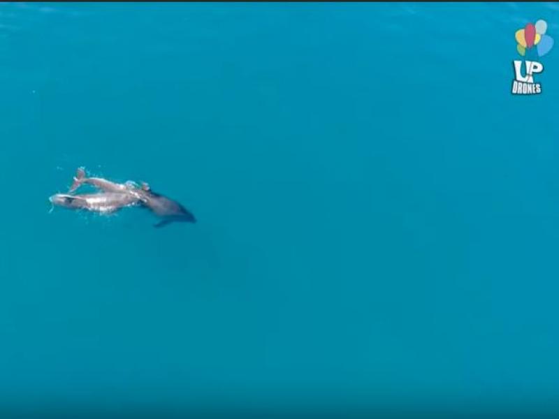 δελφινια θεολογος