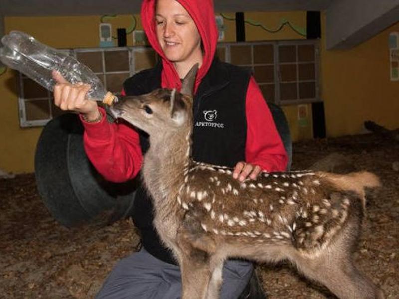 Άνθρωποι του «Αρκτούρου» διέσωσαν μικρό ελάφι
