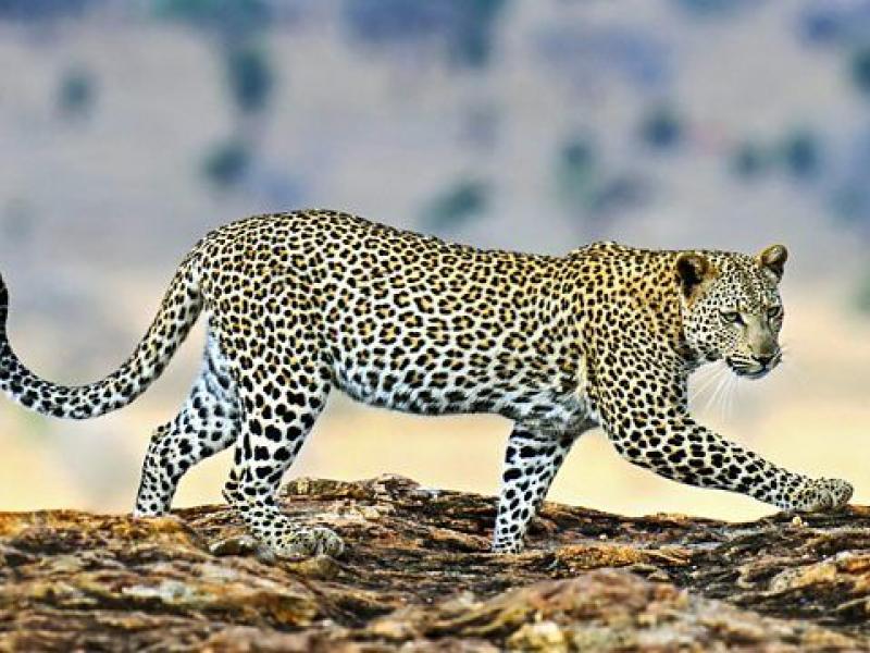 Λεοπάρδαλη