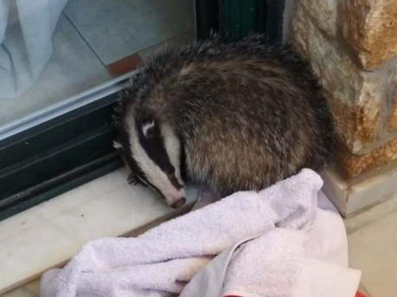 Διάσωση άγριων ζώων