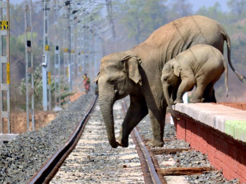 railway elephants