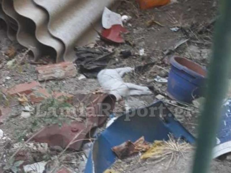 Λαμία δολοφονημένη γάτα φόλα