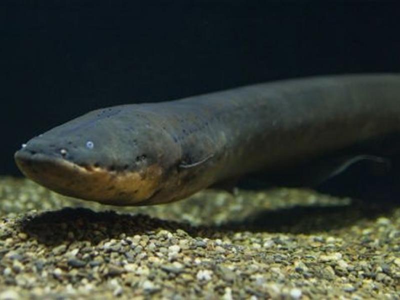 Ηλεκτροφόρο χέλι