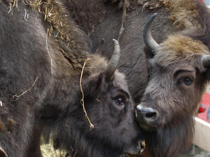 visones rodopi kentriki