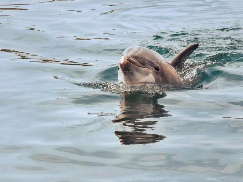 delfini