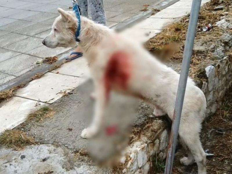 skylos kathigitis nikaia