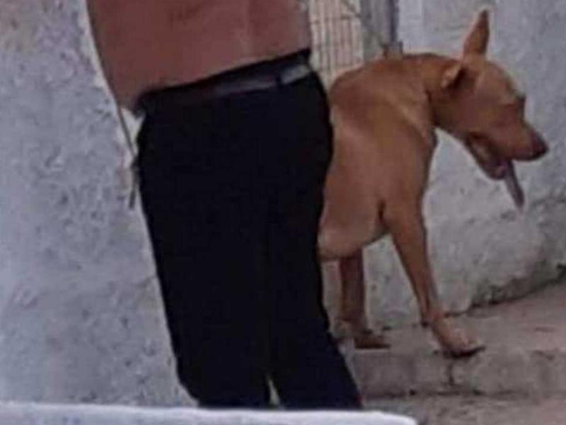 vasanismos skylou kriti