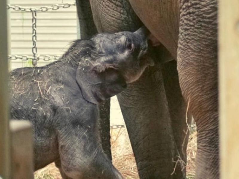 Μωρό ελέφαντας στο Τόκιο