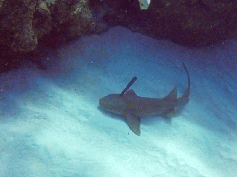 knife-in-nurse-shark.gif