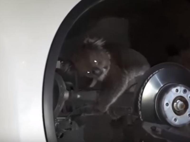 koala.jpg