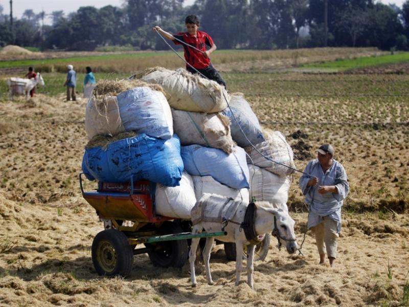 pb-121030-egypt-child-labor-05.photoblog900.jpg
