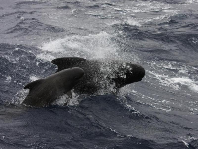 pilot-whales.jpg