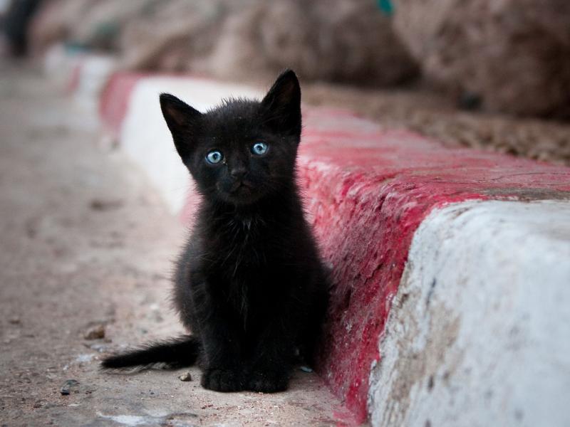 rx_black-kittens-with-blue-eyesblack-kitten-with-blue-eyes-2560-x-1600-animals-desktop-97pctx65.jpg