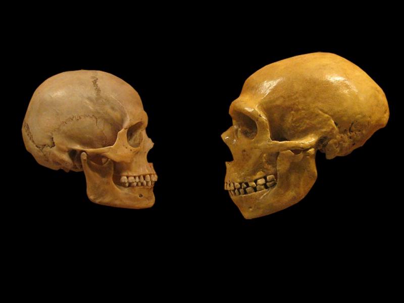 sapiens_neanderthal_comparison_en_blackbackground.jpg