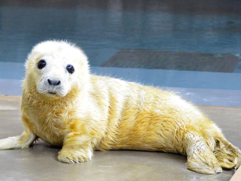 seal-pup-at-the-zoo.jpg
