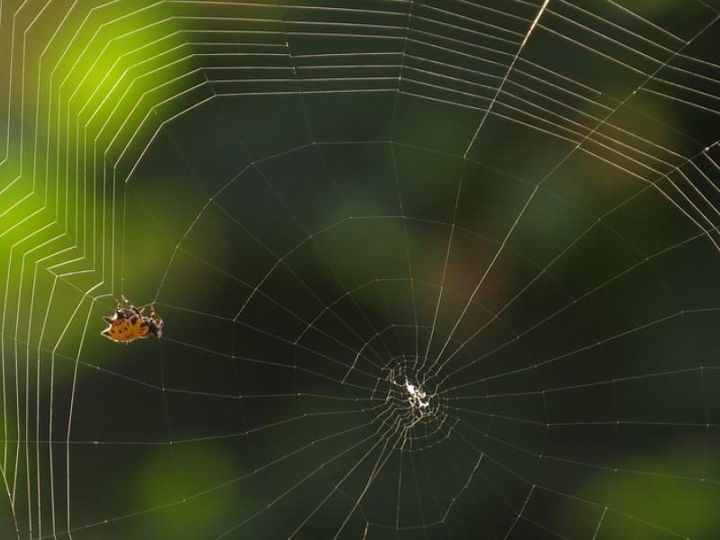 spider-3120117_960_720.jpg