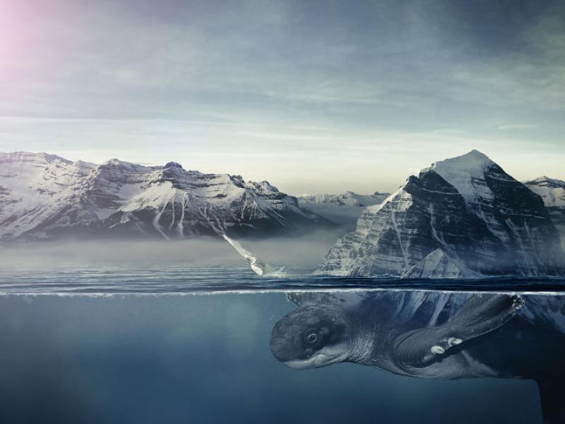 turtle-iceberg-waterw_880.jpg
