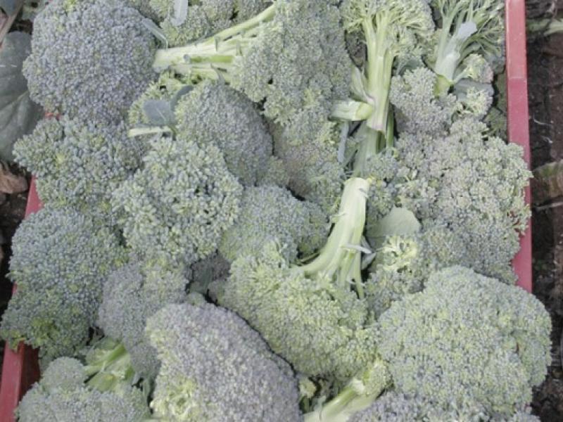 w16-92648brokolo.jpg